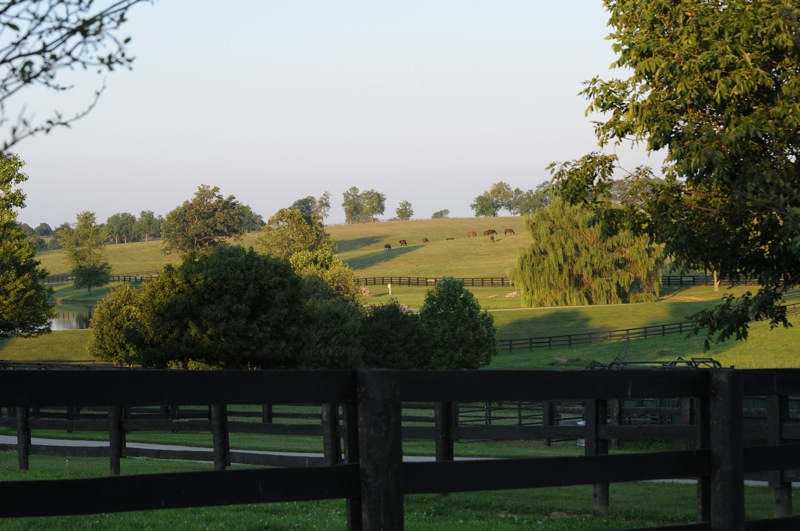Pond:horses