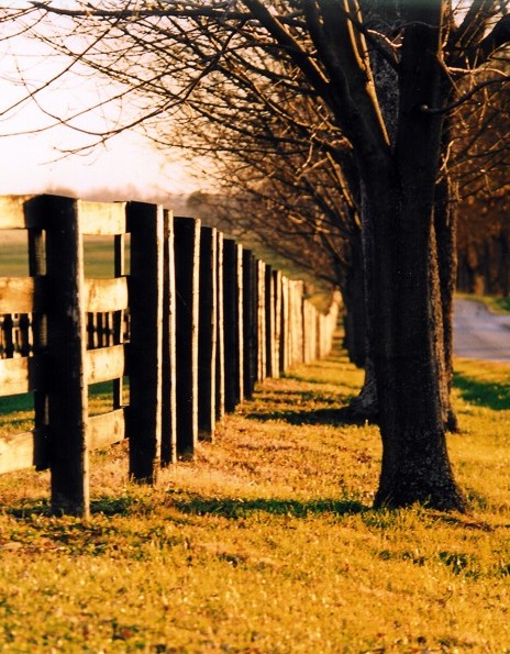fenceline (1)