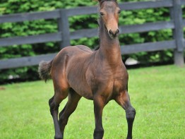 Young stock are in training! Quinn16web
