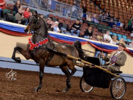2014 Grand National & World Championship Morgan Horse Show 212-053 dm max